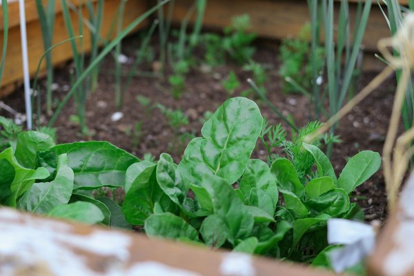 What Are the Psychological Benefits of Community Gardens in Urban UK Areas?